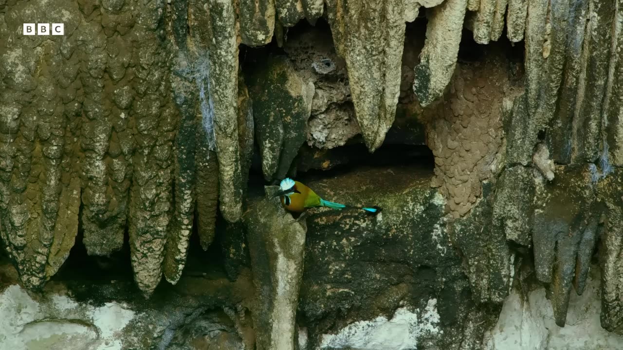‎Turquoise-Browed Motmot Attempts to Find Nest Site at Crowded Cenote | Wild Mexico | BBC Earth