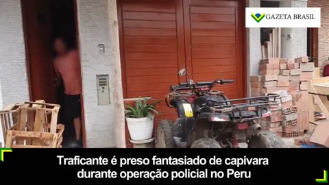 Polícia usa disfarce de capivara para prender traficante no Peru