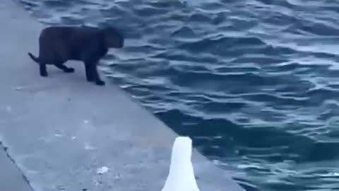TOM AND JERRY IN REAL LIFE