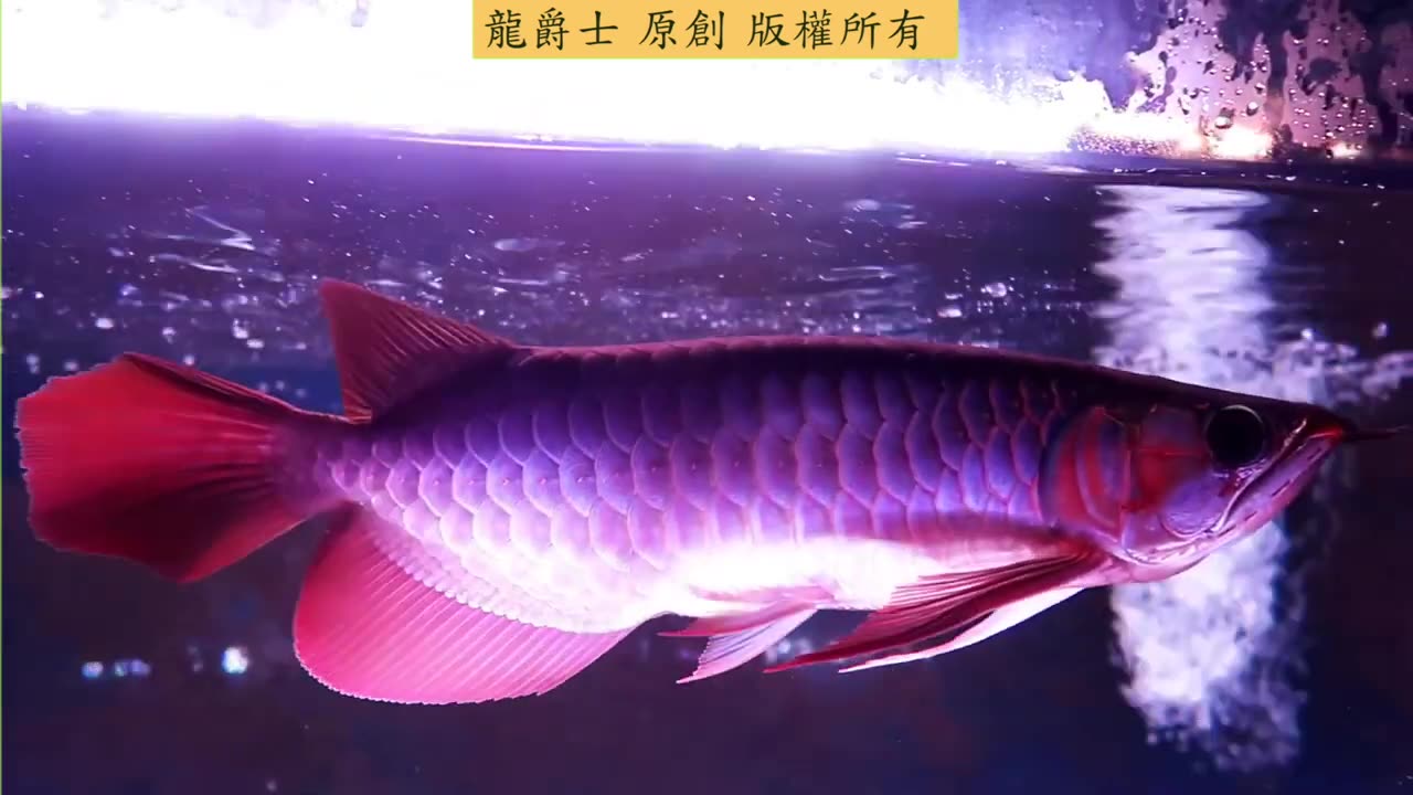 【龍爵士】千問千答 Q186-加粗鹽會破壞硝化菌跟光合菌嗎