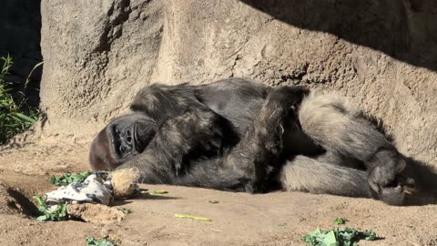 [4k60] – Zoo Walkthrough – Dallas Zoo – PWS 1