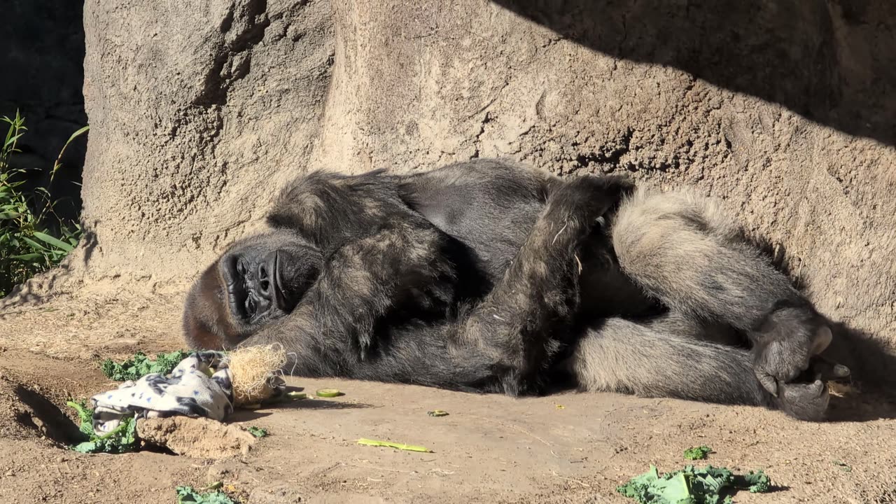 [4k60] – Zoo Walkthrough – Dallas Zoo – PWS 1