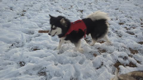 2026-01-11 - Lady Playing Tug-of-War at the Dog Park