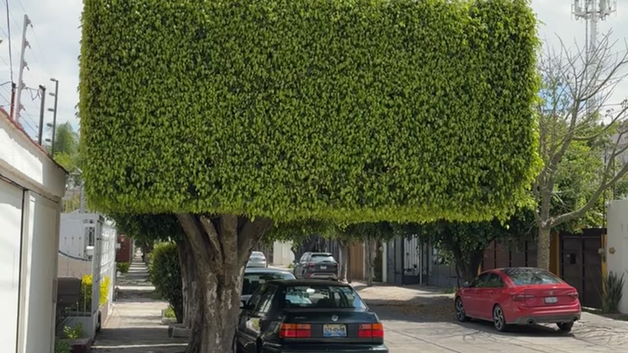 Perfectly Squared Tree