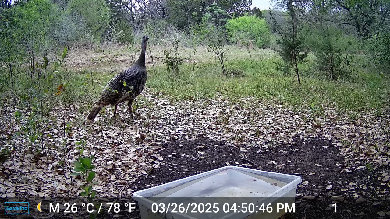 Wild Turkey Hustle