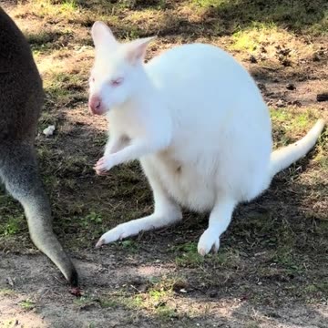 Kangaroos eating