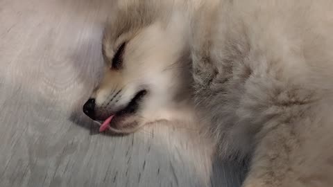 ððĨĪ She's Still a Milkbar Regular in Her Dreams! | FunFM