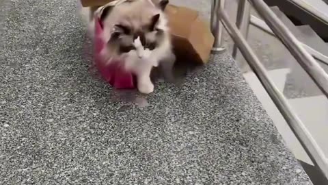 Cat help