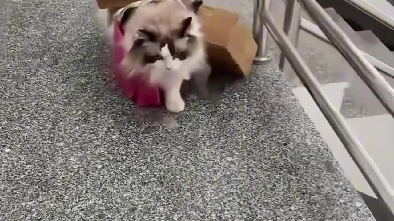 Cat help
