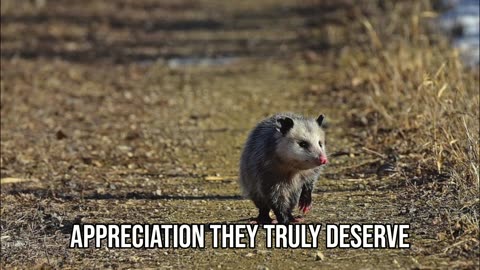 Opossums- Unbelievable Facts!