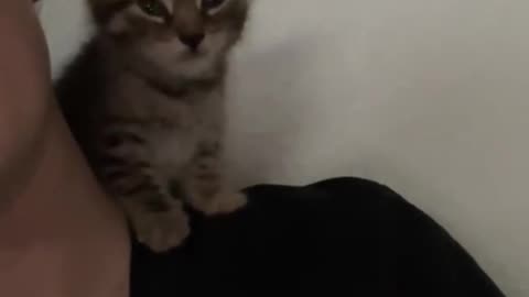 cat cute time😆