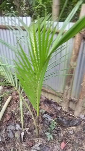 Coconut Plant Growing From Seed | Real Growth Process at Home