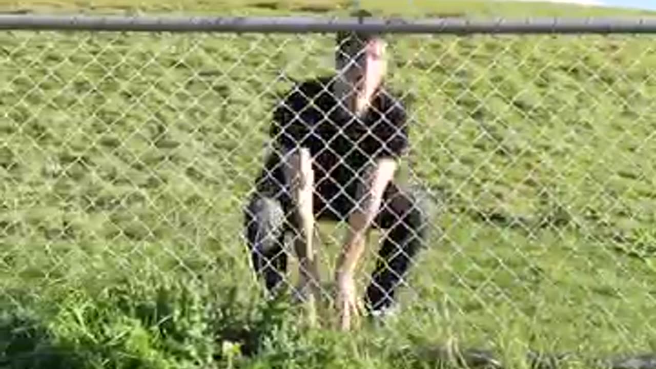 Funny Animal Fails
