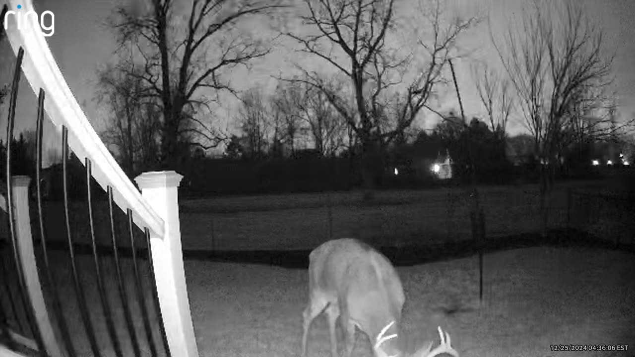 Buck in the Back Yard