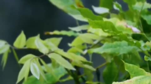 #acts 25 God showed me the Chinese revival is coming #bible study with #jairus