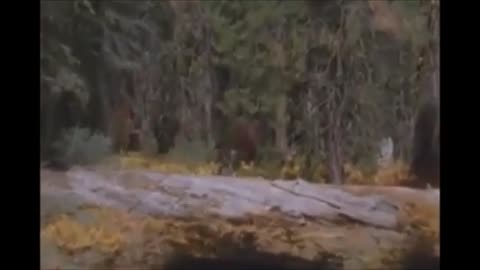 Un Bigfoot roux filmé en Californie