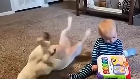 Animals funny video 12