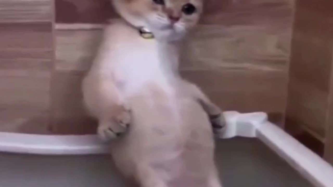These Cats Prove They’re the Kings of Comedy