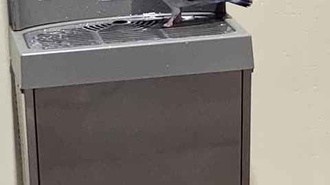 Pigeon Uses Water Fountain as a Bath
