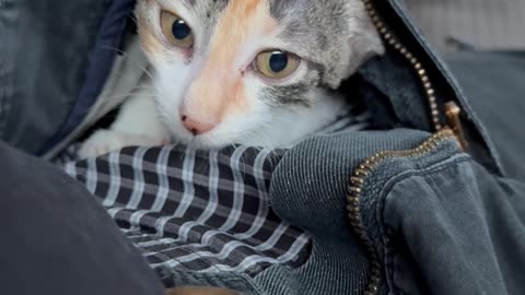 Kitten Crawling Up Inside Cargo Pants