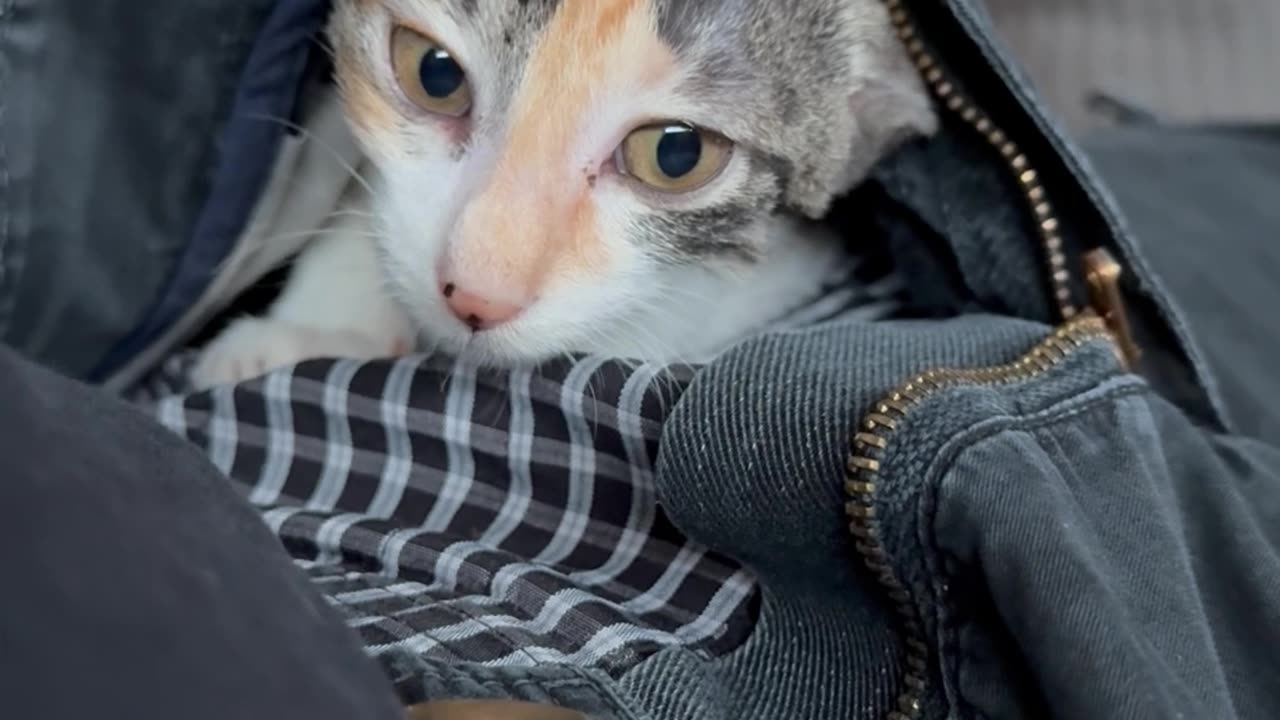 Kitten Crawling Up Inside Cargo Pants