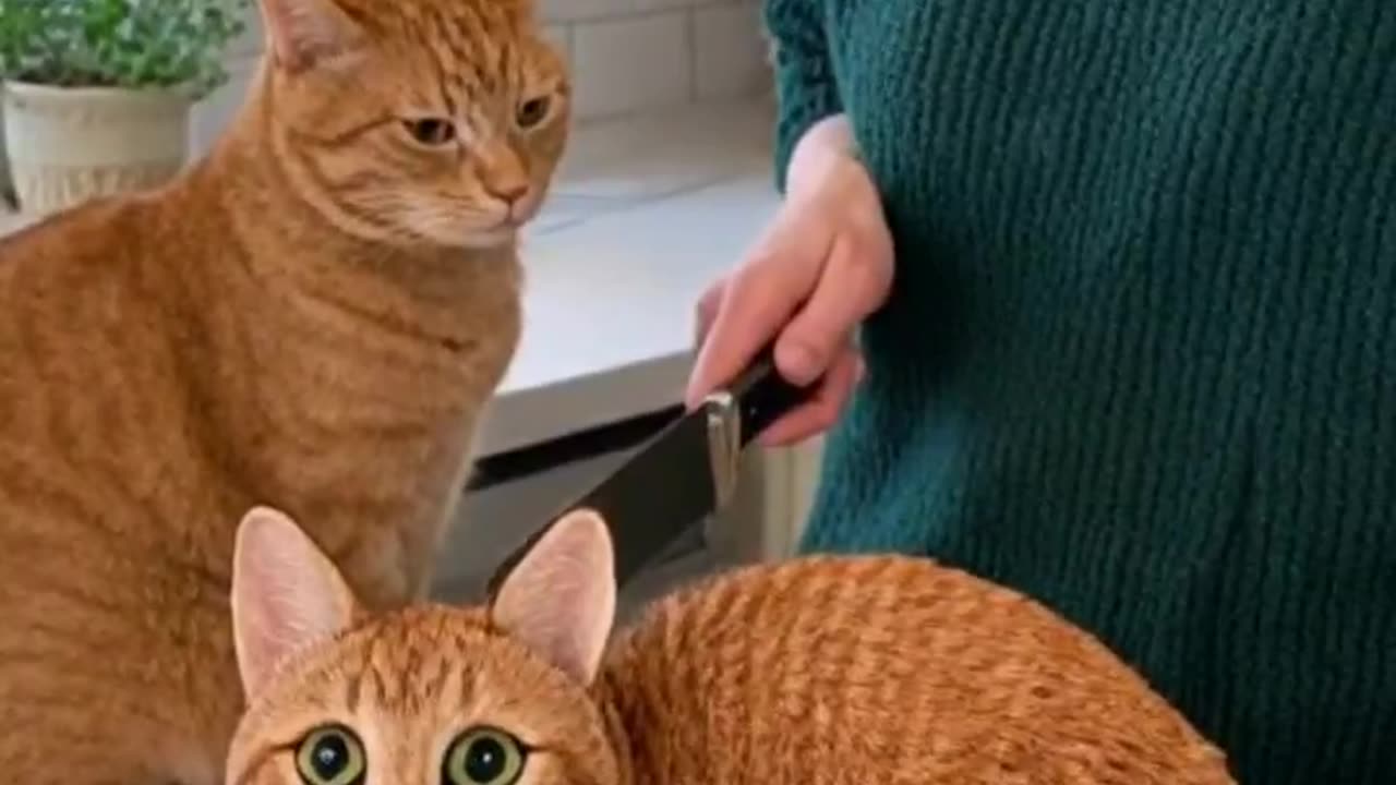 Cats Reacting To Cat Cakes