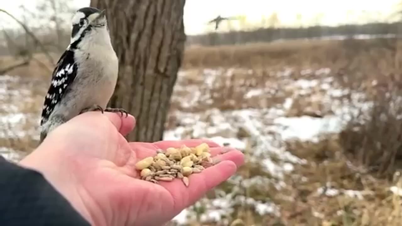 Hand Feeding Birds