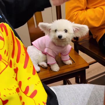 Showcasing the Amazing Ear Tricks