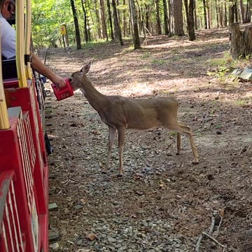 Bevers Bend Depot and Trail Rides