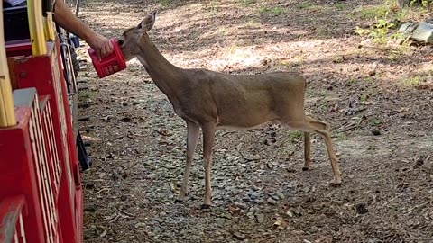 Bevers Bend Depot and Trail Rides