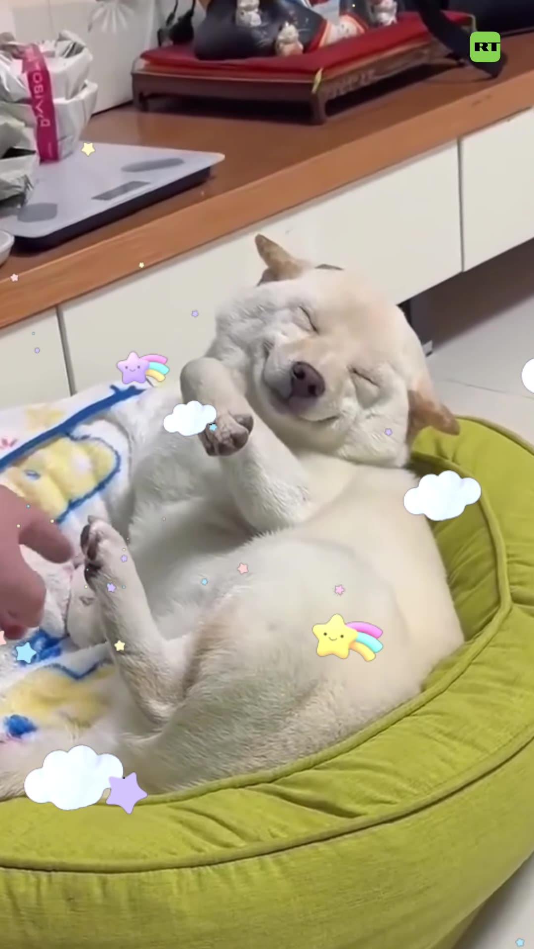Así reacciona un perro cuando le hacen cosquillas