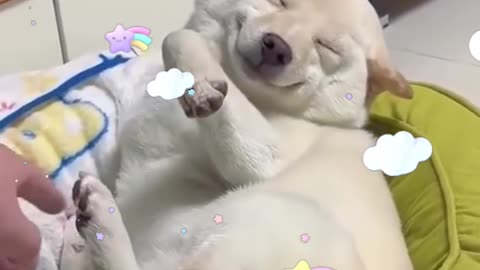 Así reacciona un perro cuando le hacen cosquillas