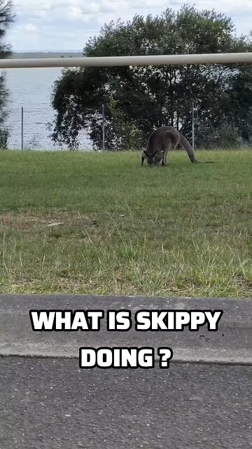Kangaroo diaries only in Australia 🇦🇺