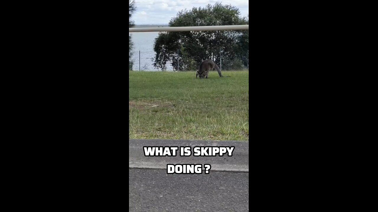 Kangaroo diaries only in Australia 🇦🇺