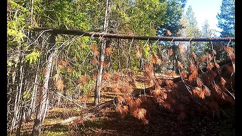 Bigfoot Evidence - tree snapped and placed on post, madrone branch pile marker