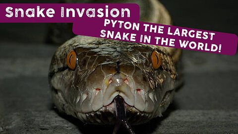 Snake Invasion | PYTON THE LARGEST SNAKE IN THE WORLD!