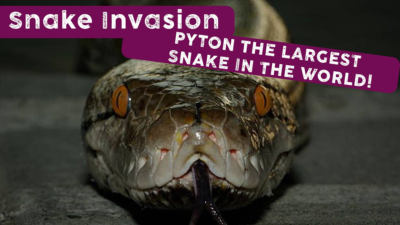 Snake Invasion | PYTON THE LARGEST SNAKE IN THE WORLD!