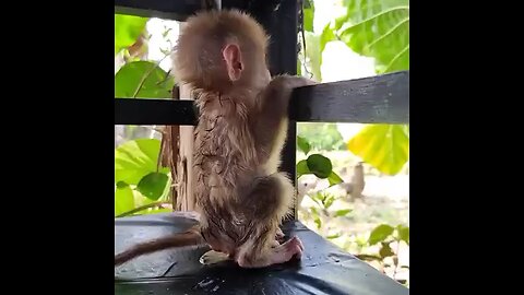 Cute monkey