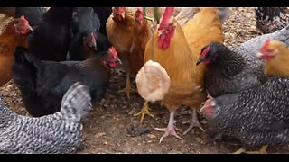 Hens feasting on Hostess honey bun.