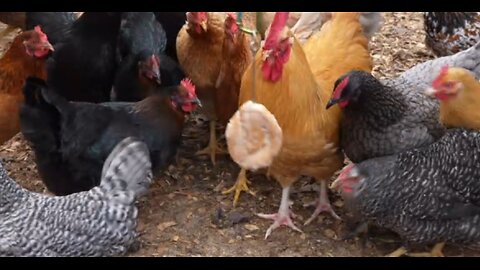 Hens feasting on Hostess honey bun.