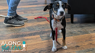 From Parking Lot to Loving Home: Meet Biscuit! | Happy Tails Humane Society