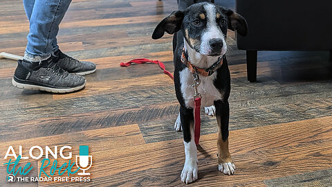 From Parking Lot to Loving Home: Meet Biscuit! | Happy Tails Humane Society