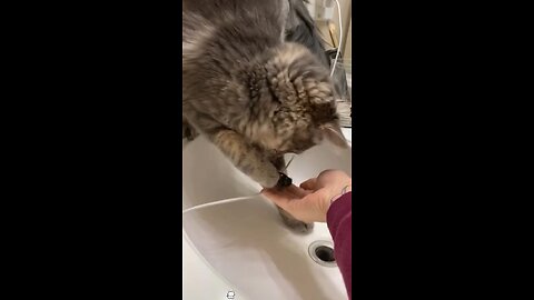 Cute cat helping with home stufs