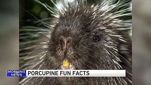 Porcupine fun facts