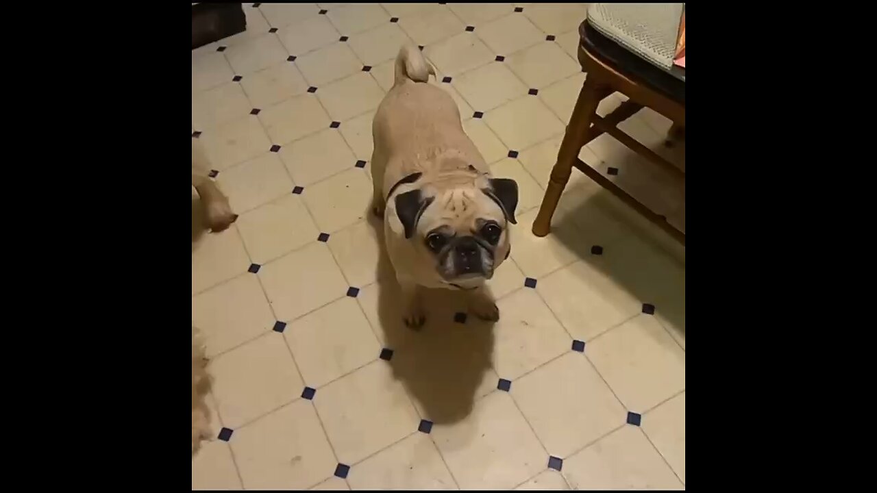 Pork it’s what’s for dinner😋 #funnyvideo #shorts #cookingpork