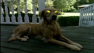 Are Goose Afraid Of The Bumps? Spooktober Wheel #5