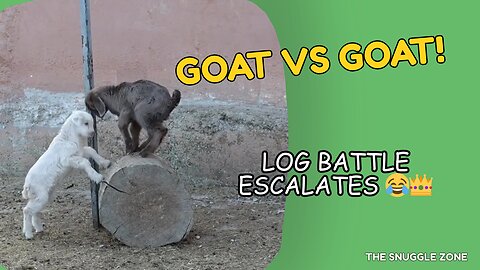 GOAT VS GOAT 🐐😂 | Tiny Log Battle Turns Epic