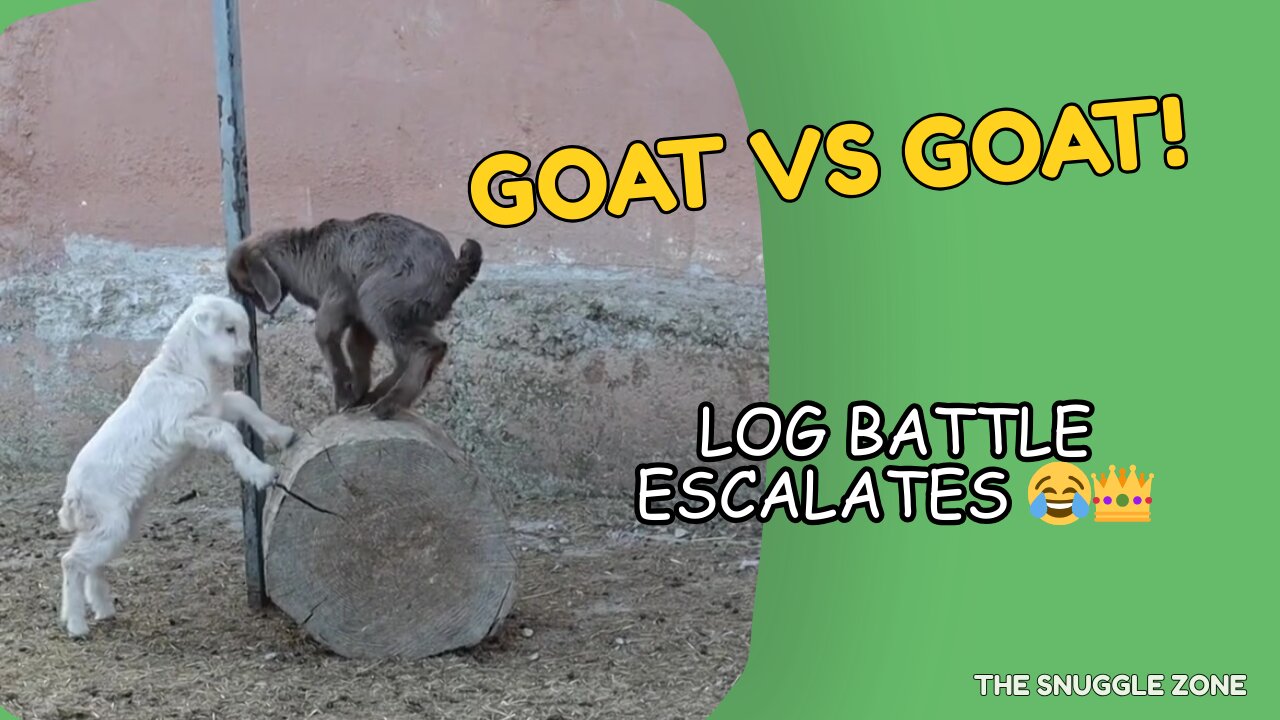 GOAT VS GOAT 🐐😂 | Tiny Log Battle Turns Epic
