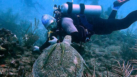 Affectionate sea turtle tries to nibble scuba diver's arm