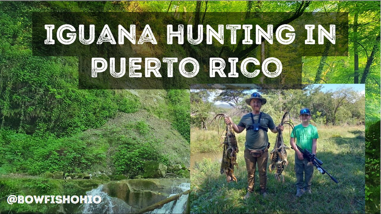 Iguana Hunting Adventure in Puerto Rico | Ultimate Iguana Hunting Experience!